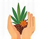 Stylized icon of a hand gently holding a spice plant.